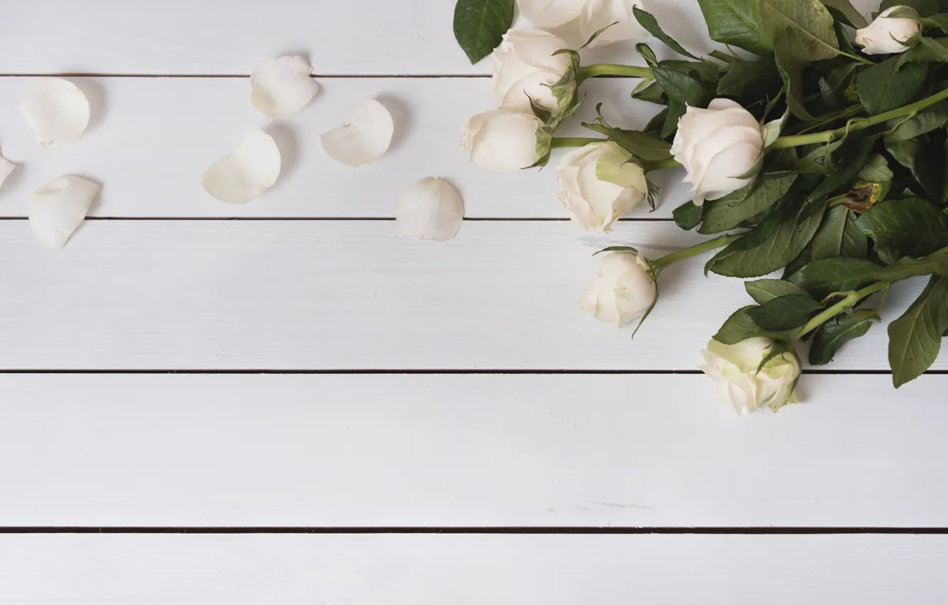 Фото обои цветы, розы, лепестки, white, белые, wood, flowers, petals