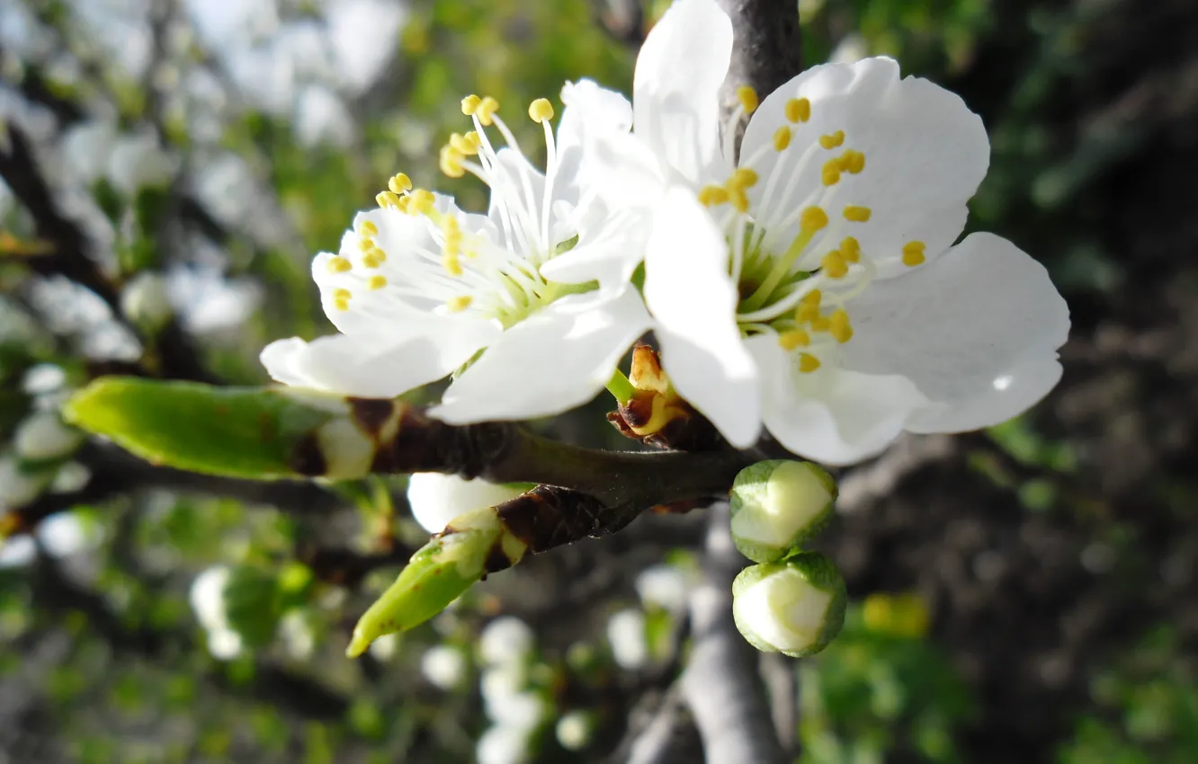 Фото обои белый, небо, цветы, весна, яблоня
