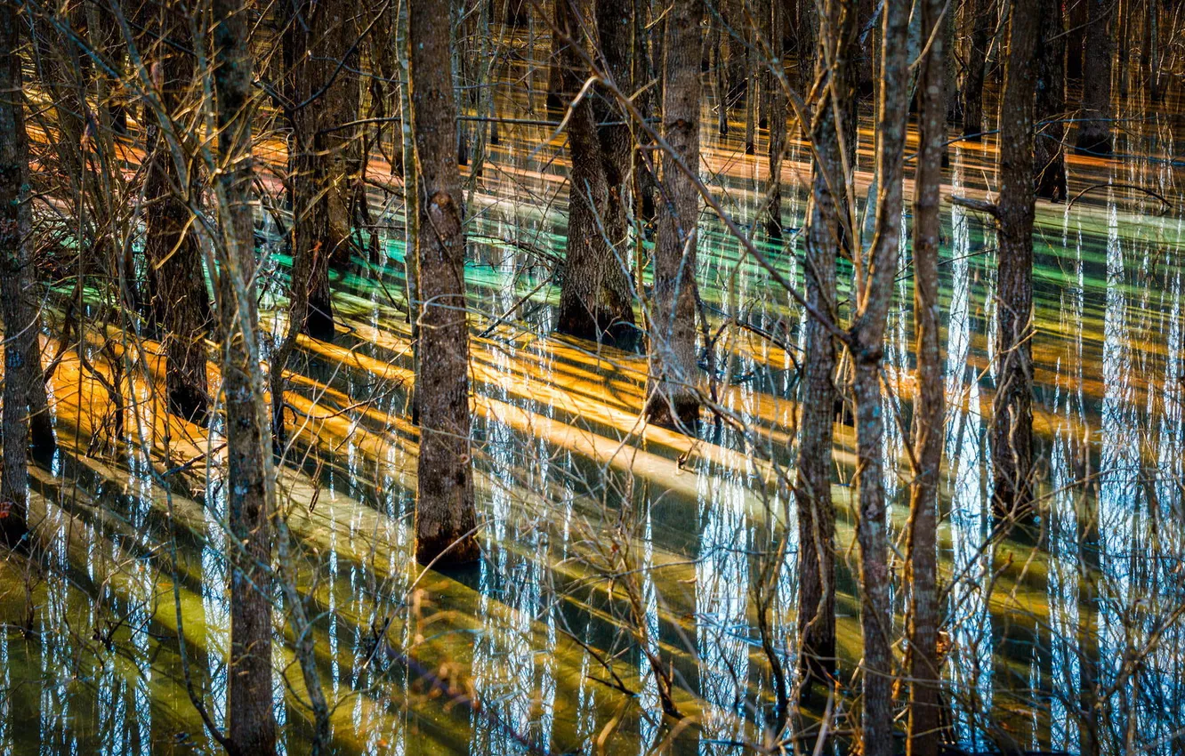 Фото обои деревья, отражение, рассвет, болото
