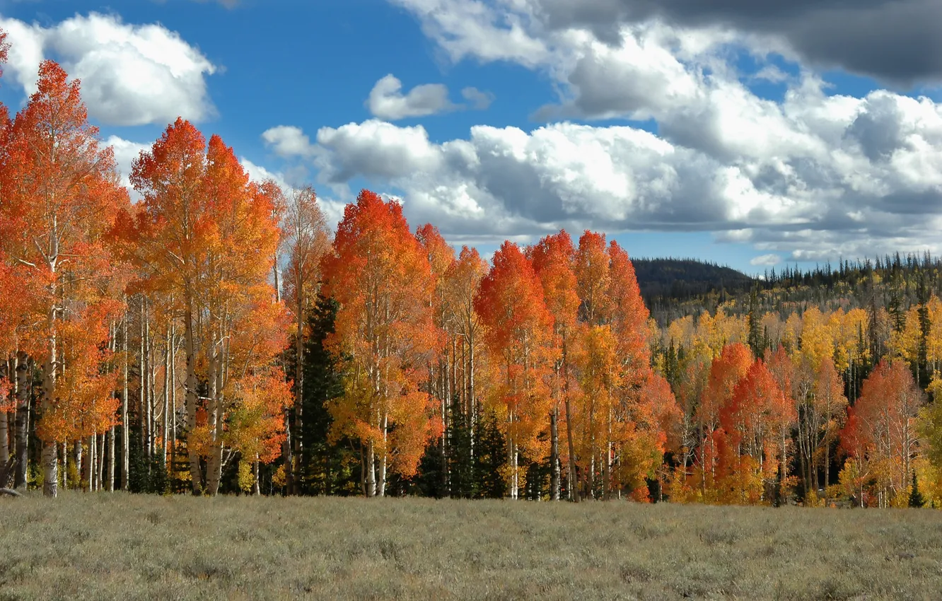 Фото обои поле, осень, небо, деревья, холмы