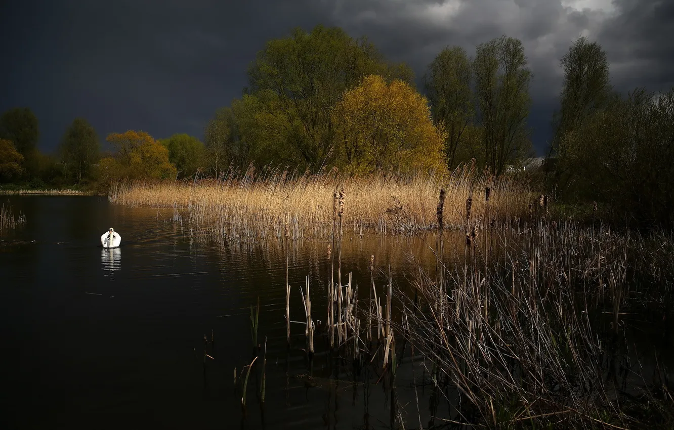 Фото обои пейзаж, озеро, лебедь