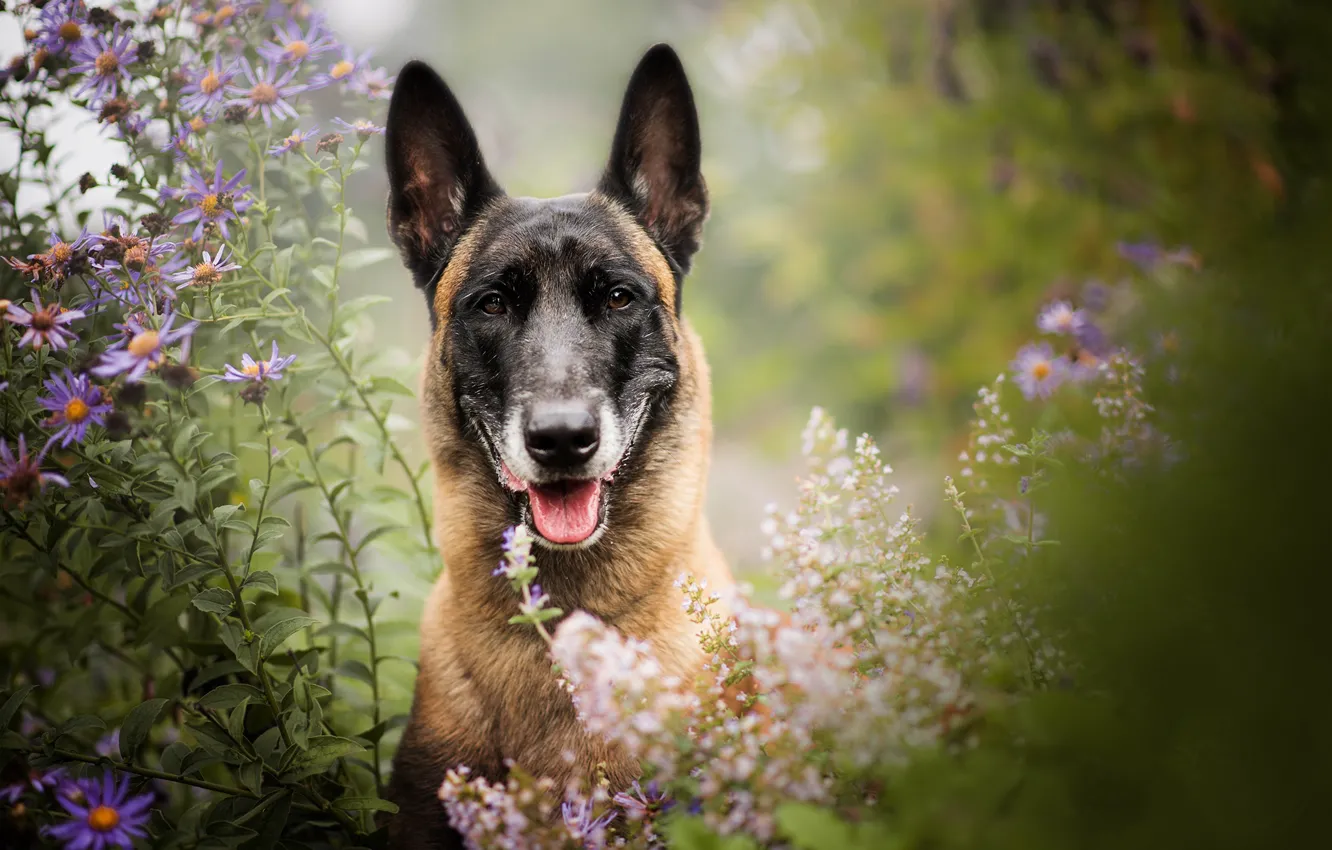 Фото обои взгляд, морда, цветы, собака, боке, Бельгийская овчарка малинуа, Малинуа