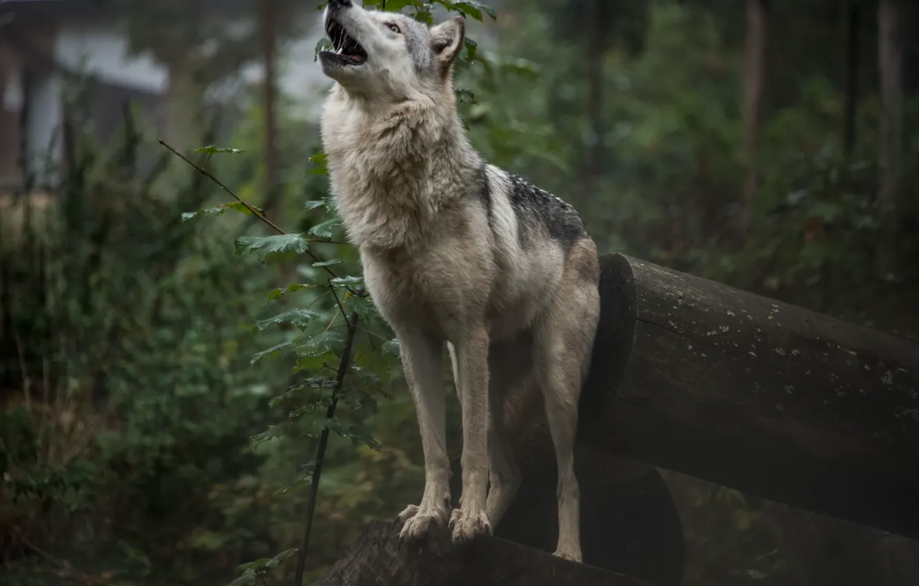 Фото обои лес, природа, волк, воет, by fallen-cherubim