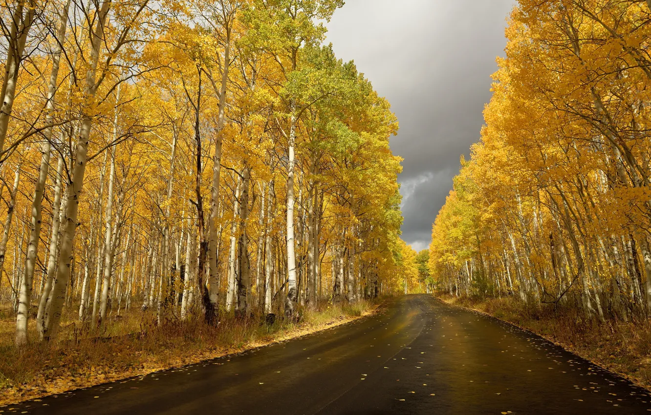 Фото обои дорога, осень, берёзы
