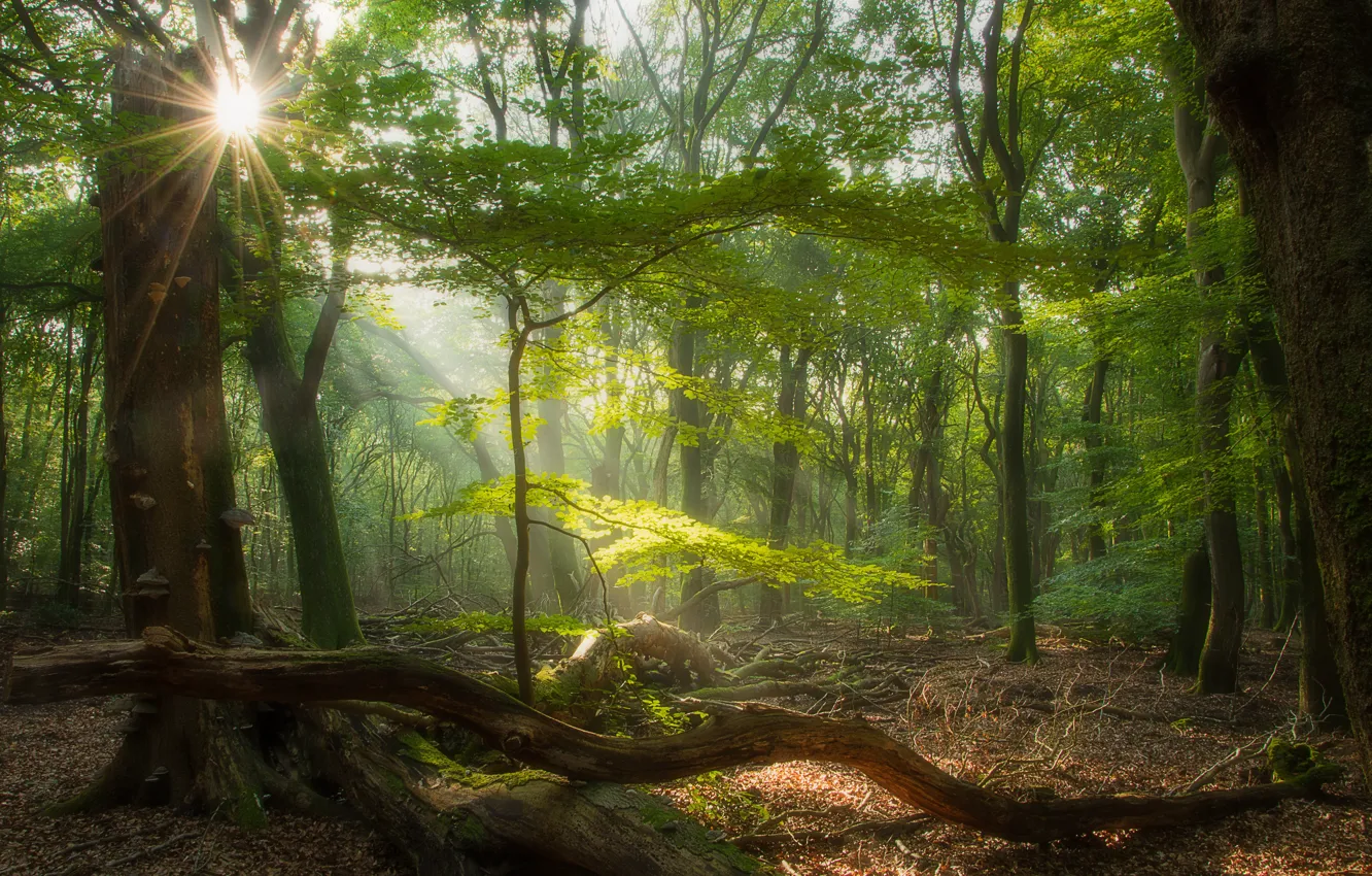 Фото обои лес, деревья, Нидерланды