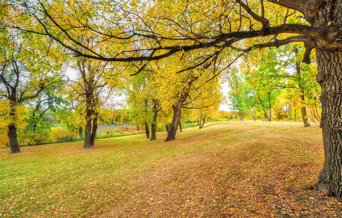 Фото обои осень, трава, листья, деревья, парк