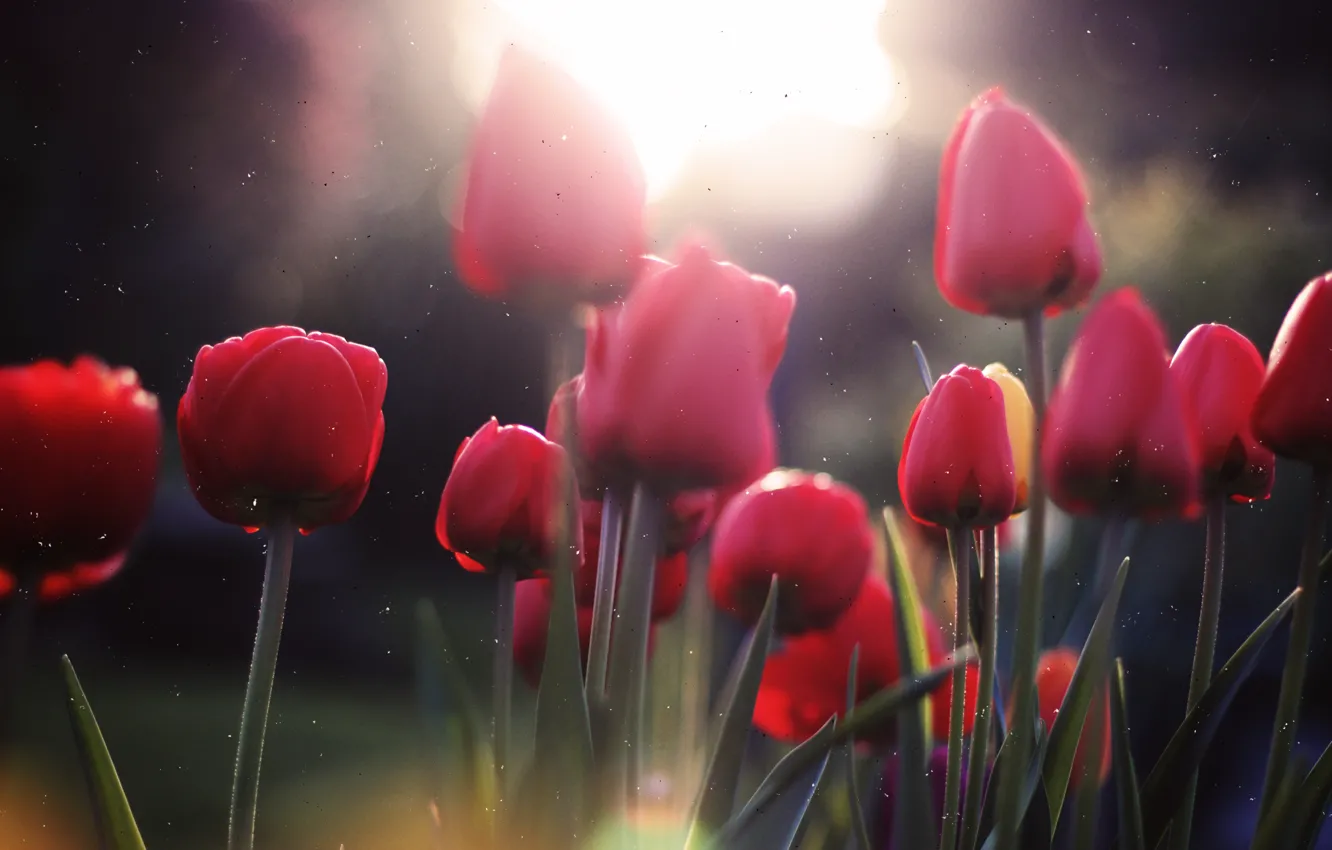 Фото обои солнце, тюльпаны, блики от солнца