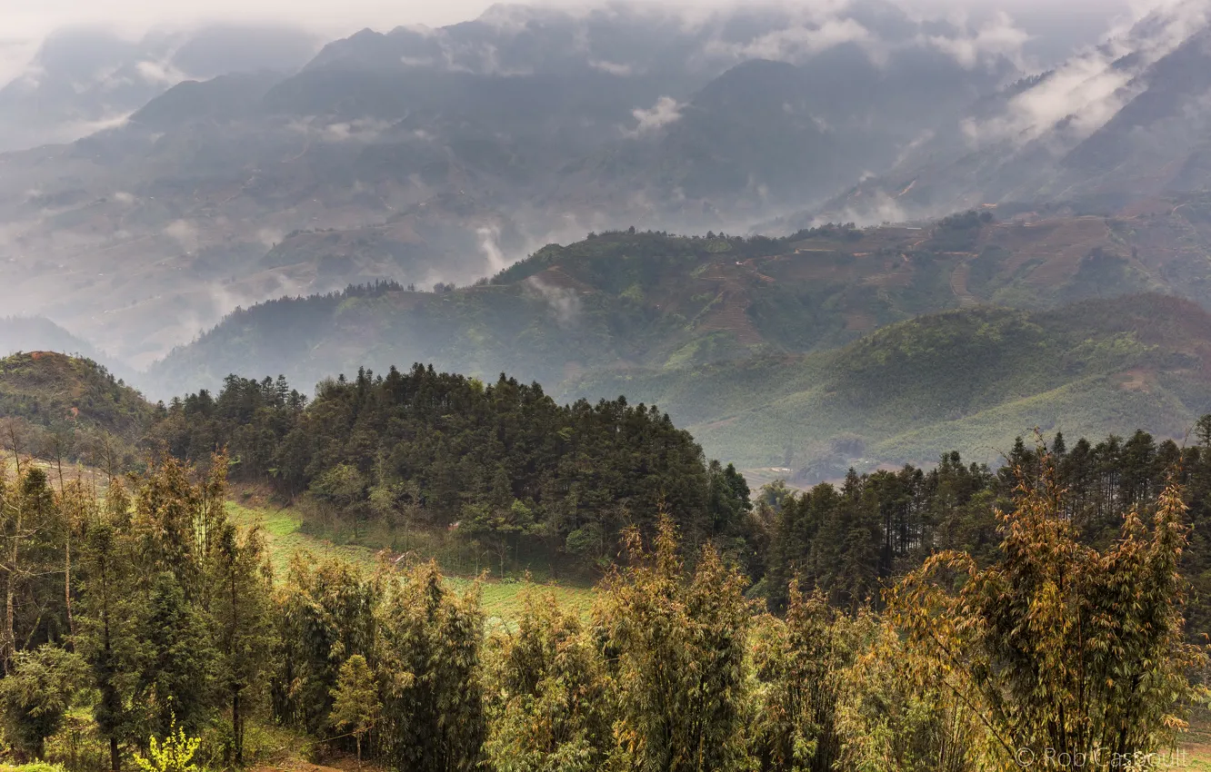 Фото обои лес, деревья, горы, туман, поля, панорама, Вьетнам, плантации