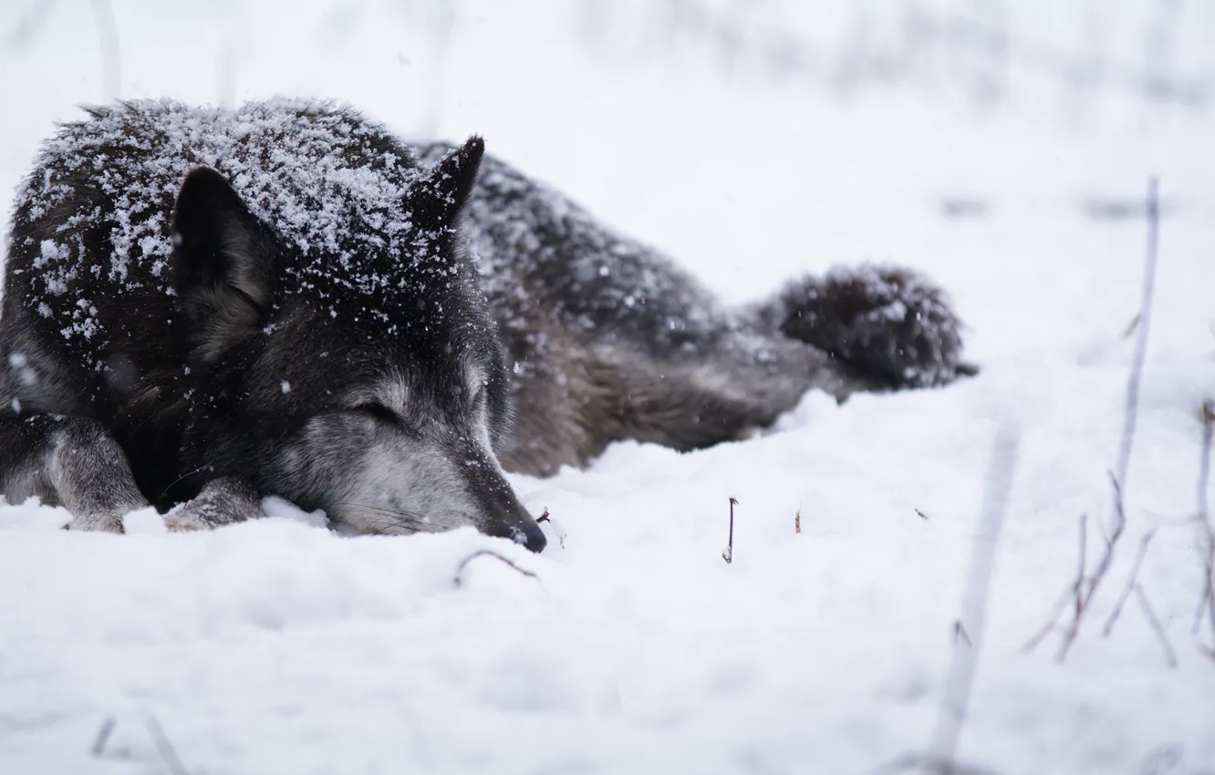 Фото обои холод, снег, Волк