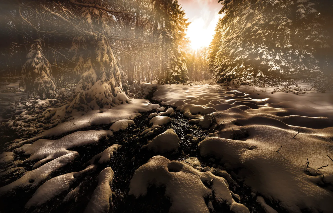 Фото обои зима, иней, лес, солнце, свет, снег, закат, ветки