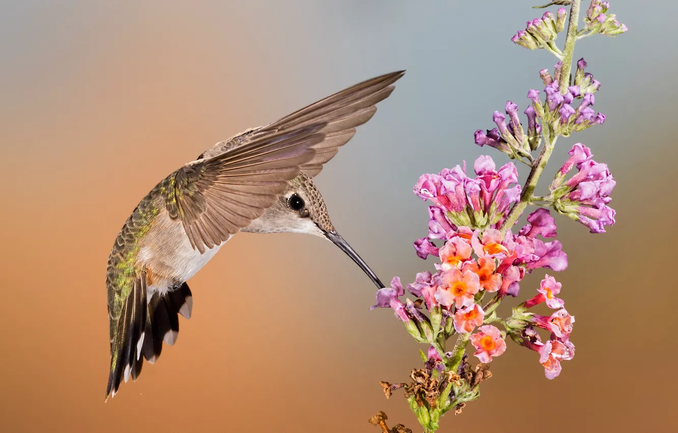 Фото обои цветок, птица, крылья, клюв, колибри, самка, черногорлый архилохус