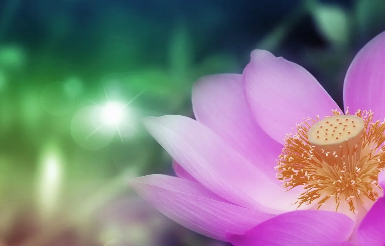 Фото обои flower, nature, lotus