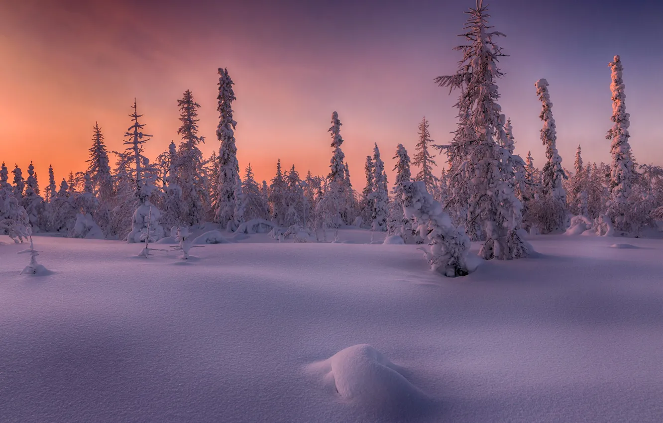 Фото обои зима, лес, небо, снег, пейзаж, закат, природа, в снегу