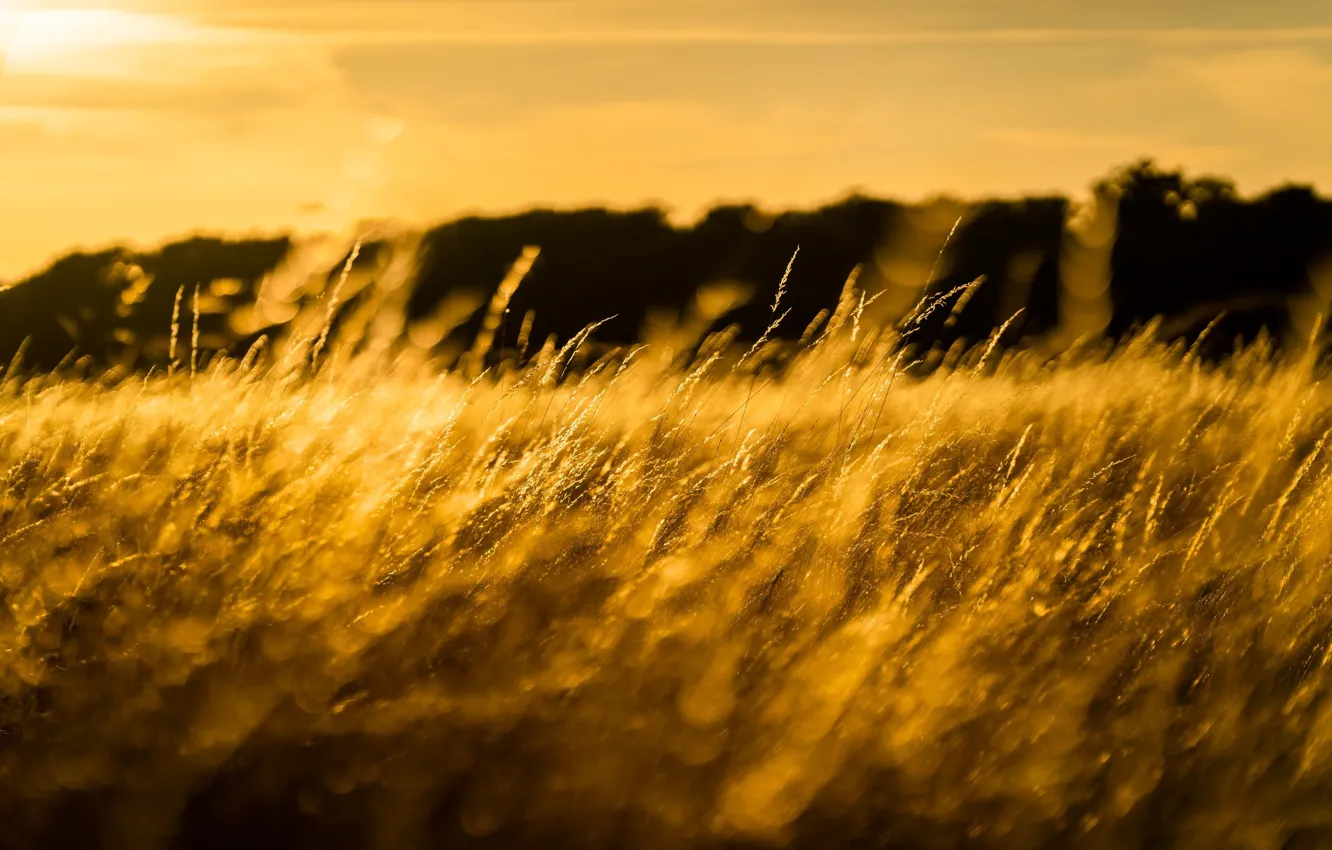 Фото обои поле, трава, солнце, макро, свет, колоски, луг, золотой