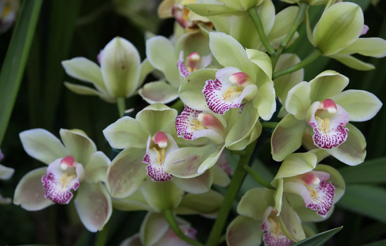 Фото обои ветки, экзотика, орхидея