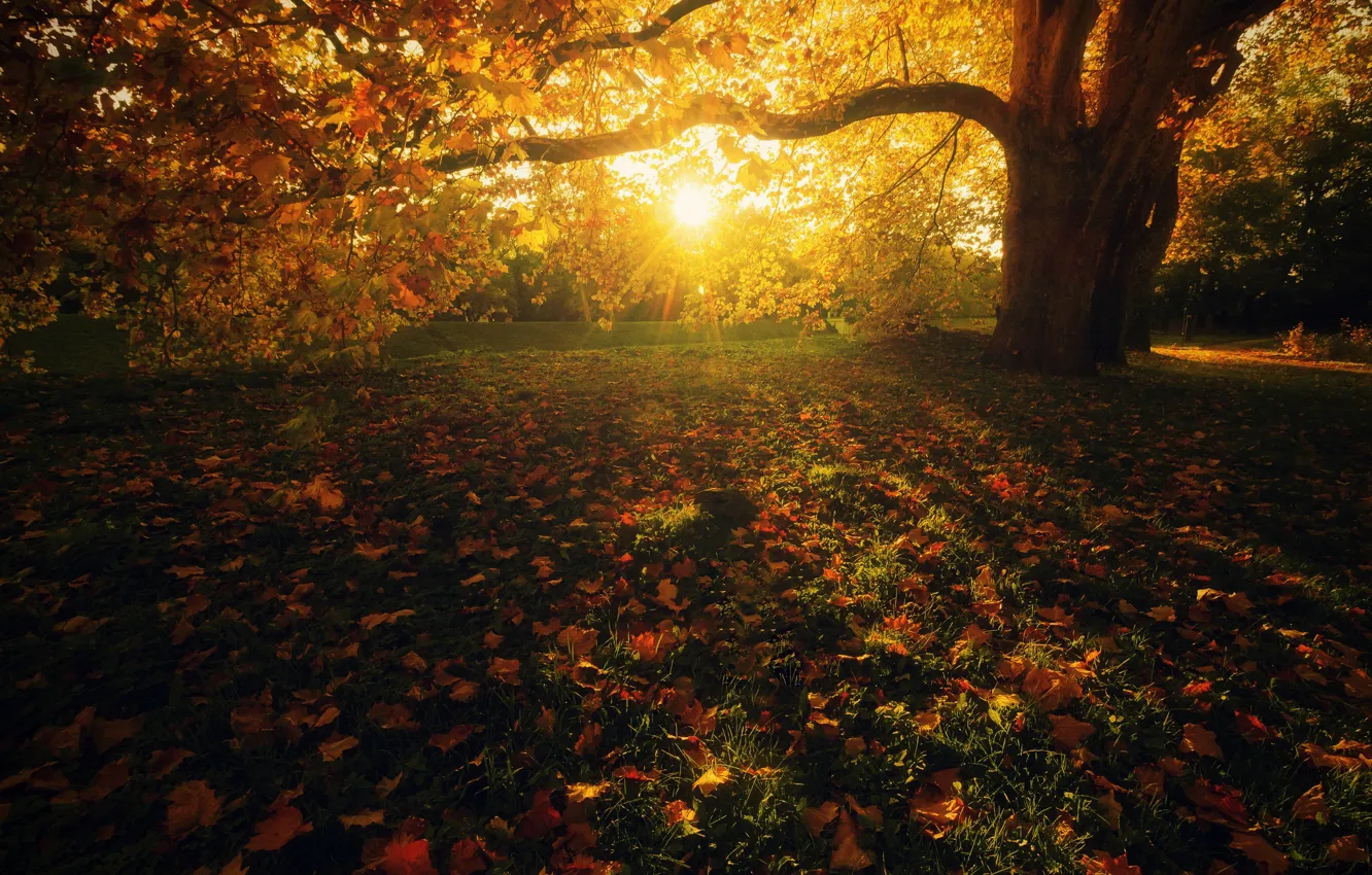 Фото обои осень, трава, листья, солнце, лучи, свет, пейзаж, ветки