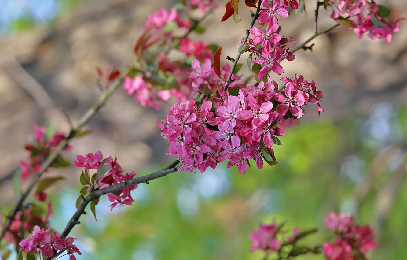 Фото обои fresh, blossom, cherry, spring