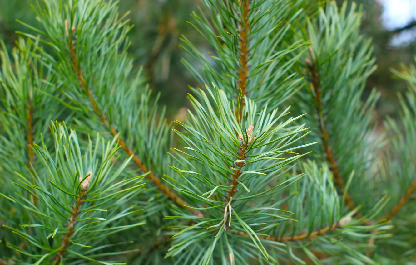 Фото обои pine, spruce, twig