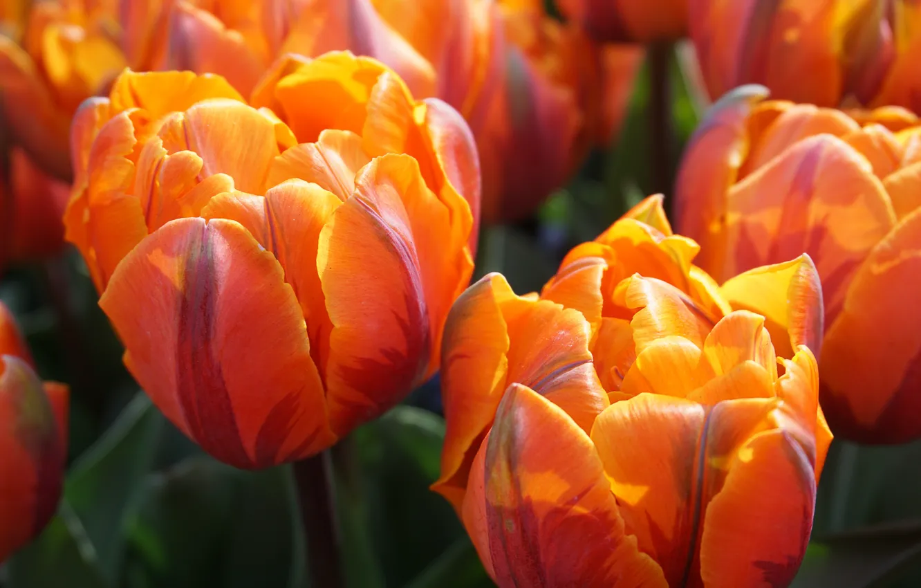 Фото обои макро, свет, цветы, тюльпаны, оранжевые, бутоны, боке, махровые