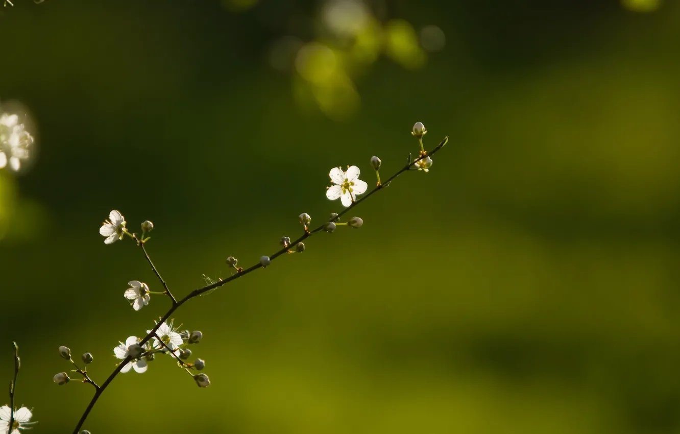 Фото обои Весна, Цветок, Веточка
