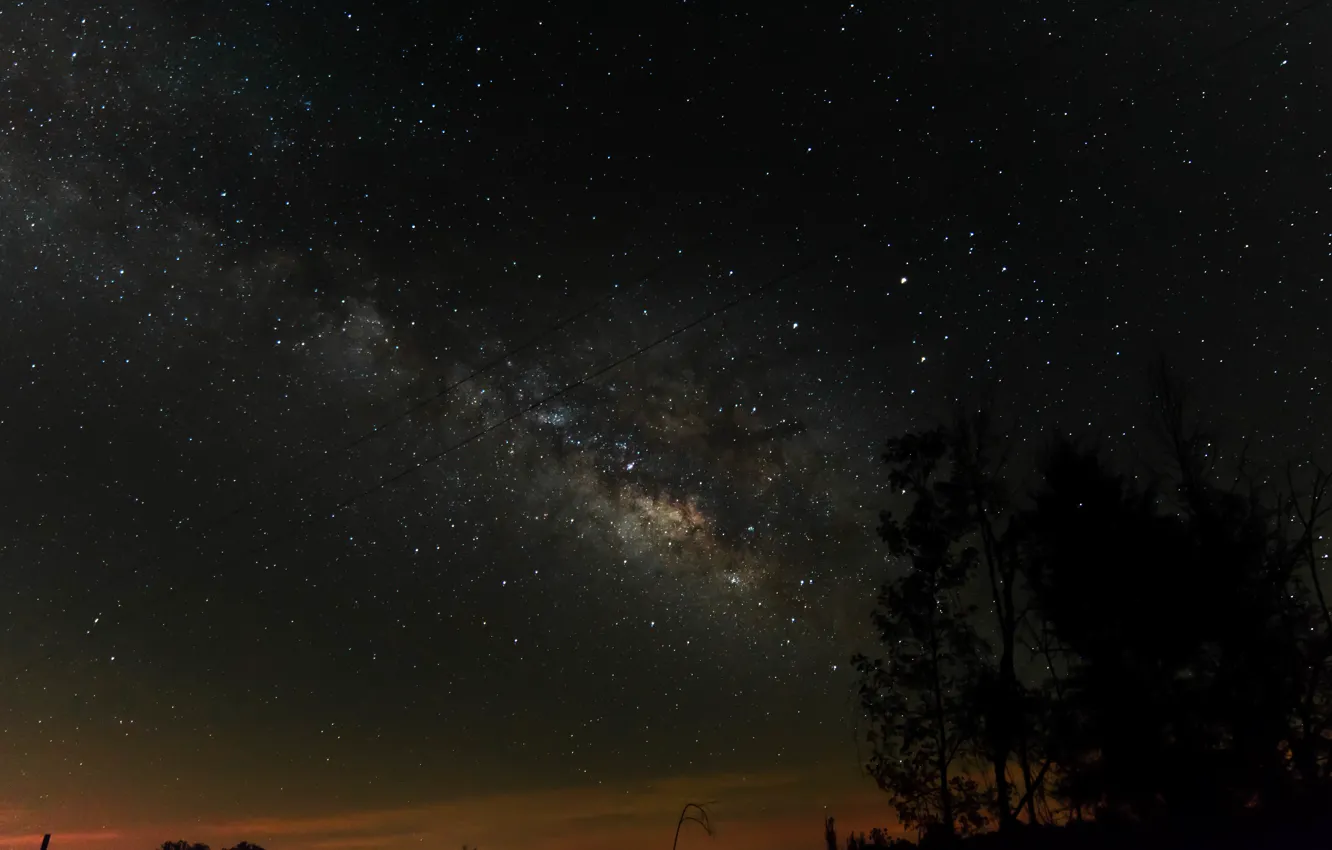 Фото обои звезды, деревья, ночь, млечный путь