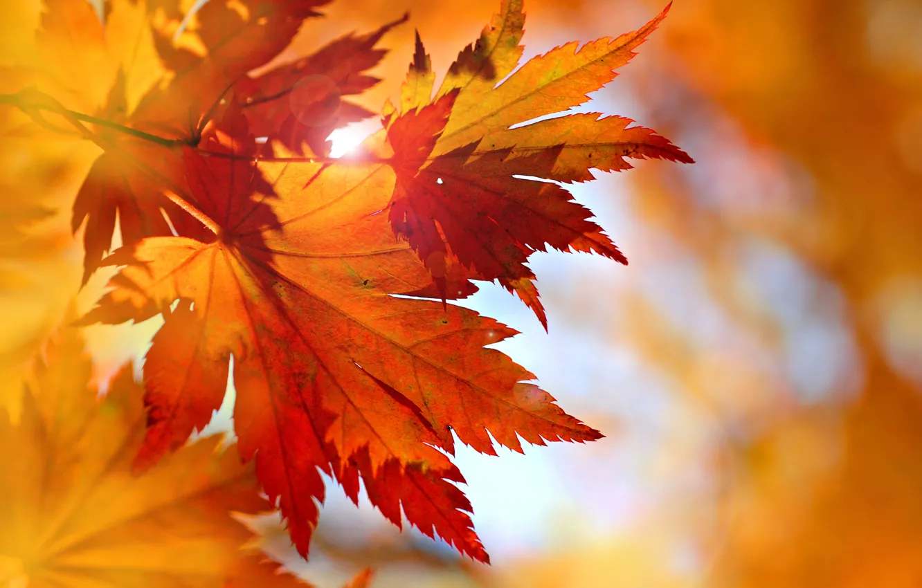 Фото обои осень, листья, autumn, leaves, fall, maple