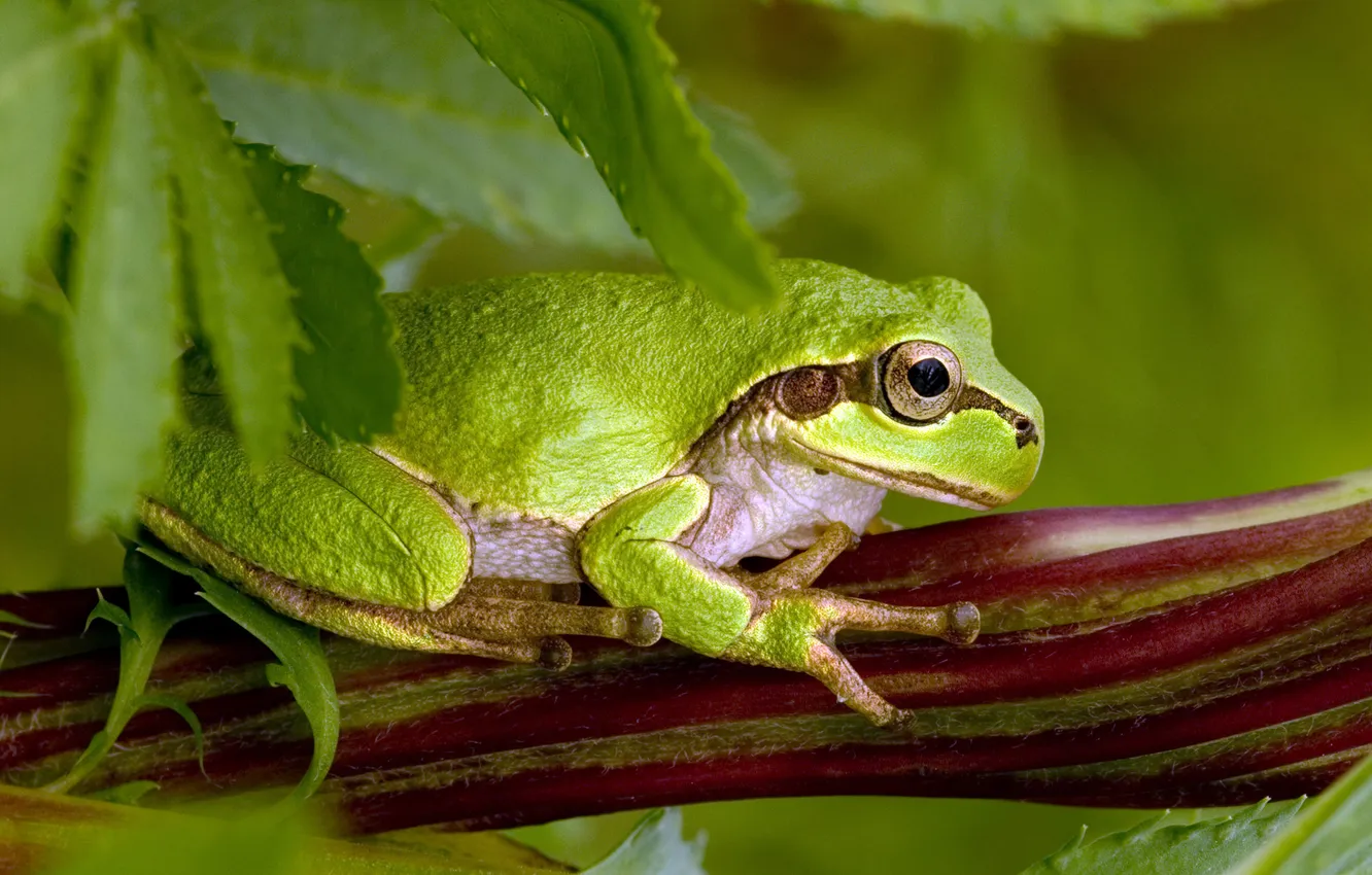 Фото обои лягушка, лапы, зелёная, присоски