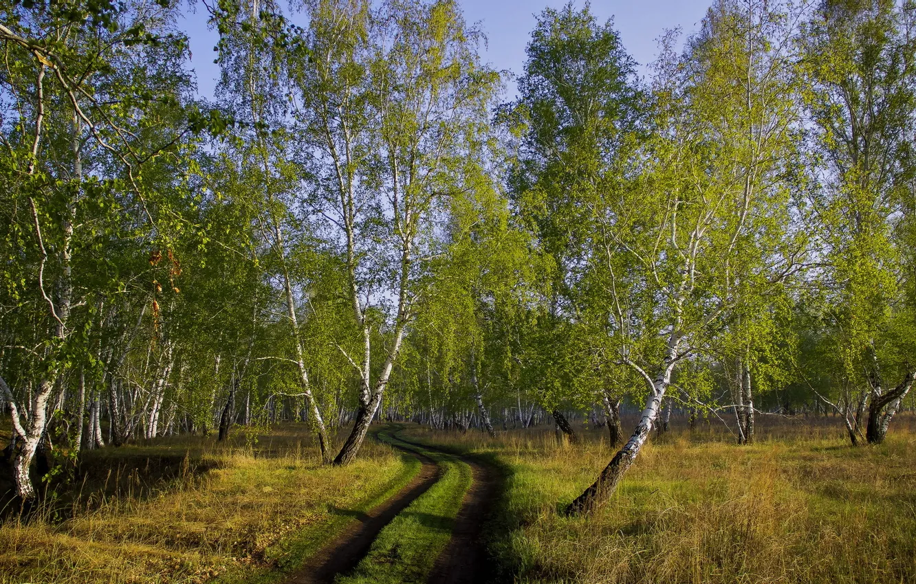 Фото обои дорога, осень, лес, берёзы