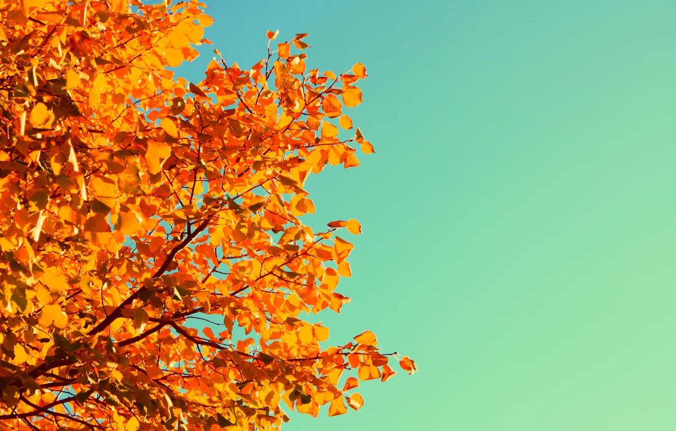 Фото обои осень, небо, листья, дерево