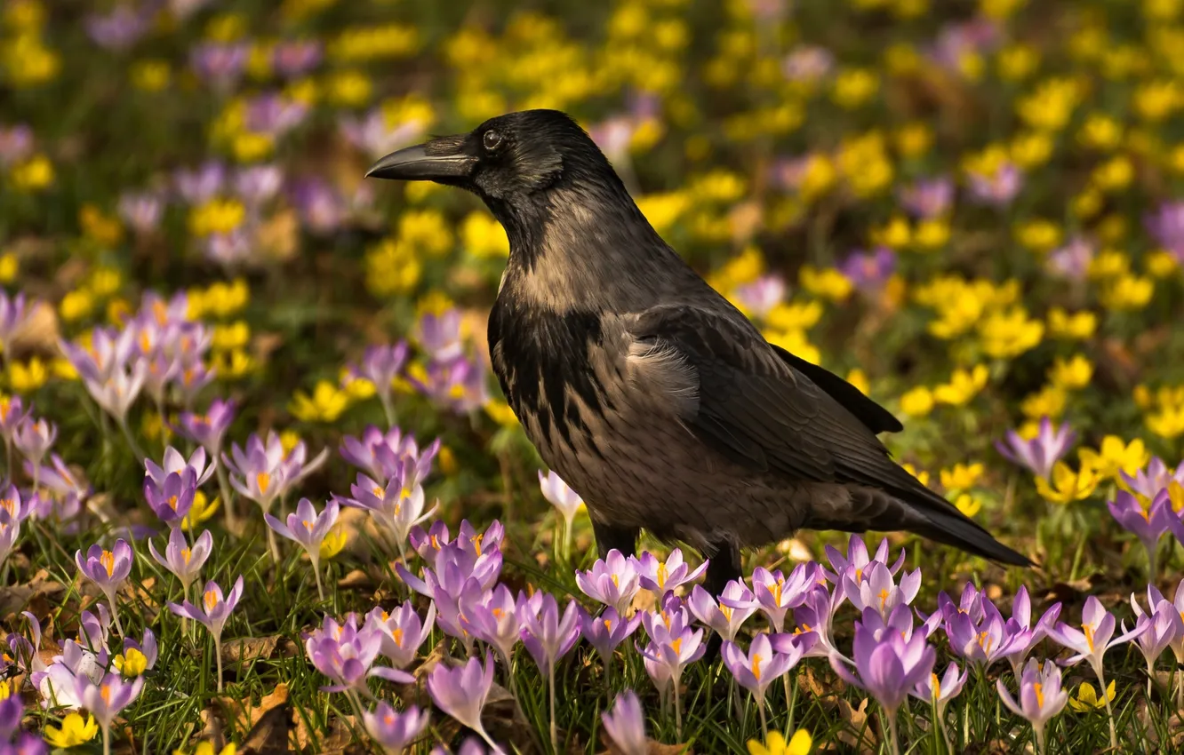 Фото обои цветы, птица, весна, крокусы, ворона