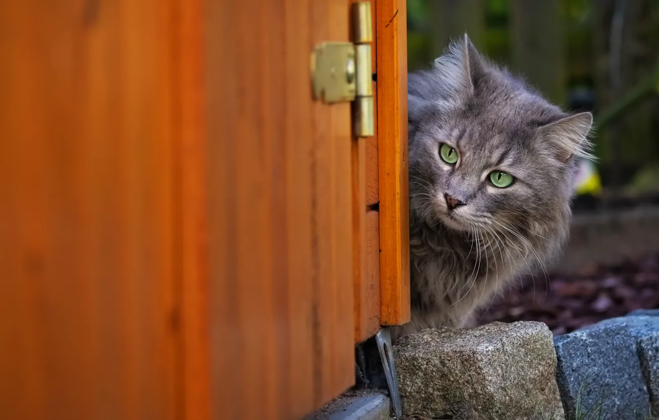 Фото обои кошка, кот, морда, серый, фон, кирпич, дверь, выглядывает