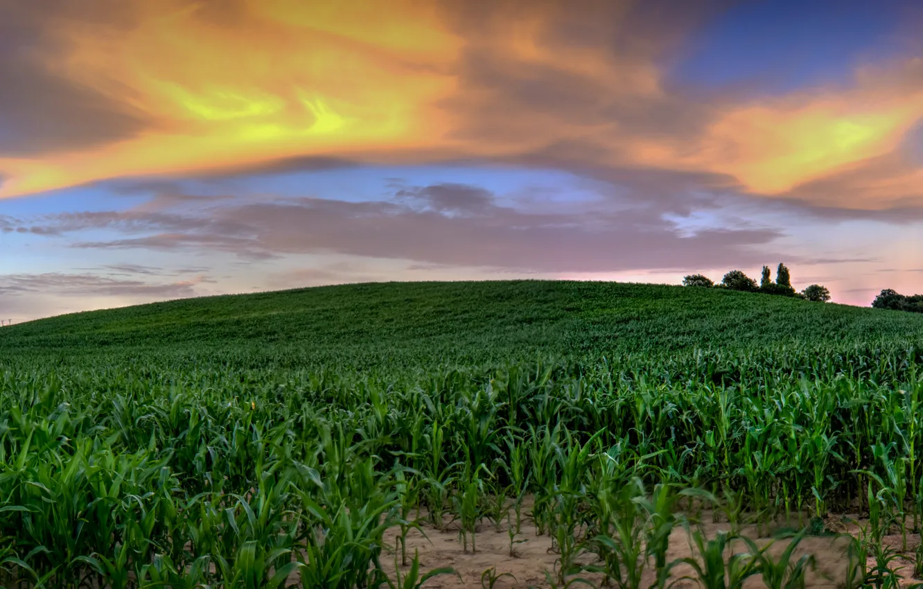 Фото обои небо, green, sky, nature, кукурузное поле, Cornfield