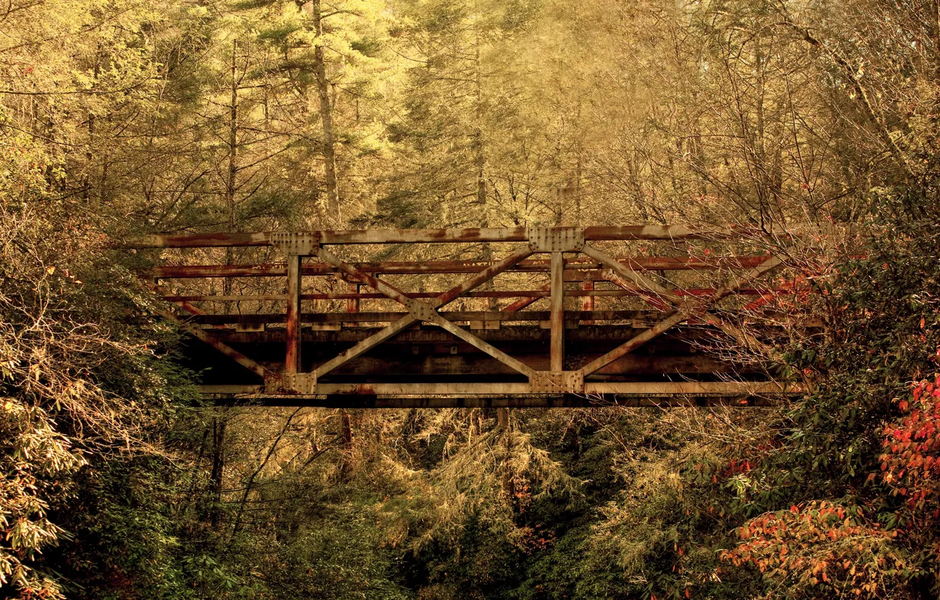 Фото обои осень, лес, листья, мост, Южная Каролина