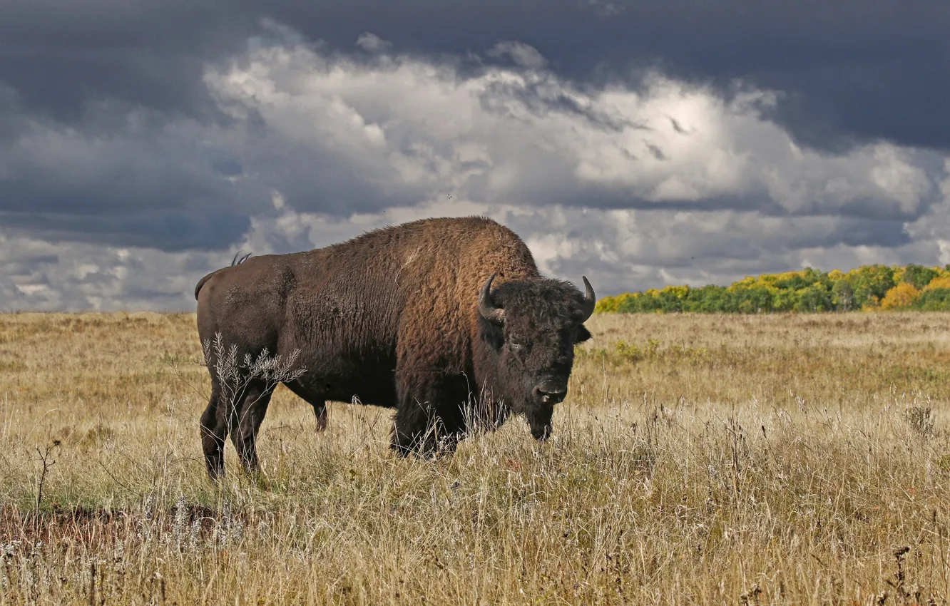 Фото обои осень, Канада, рога, бизон, Манитоба, Райдинг-Маунтин