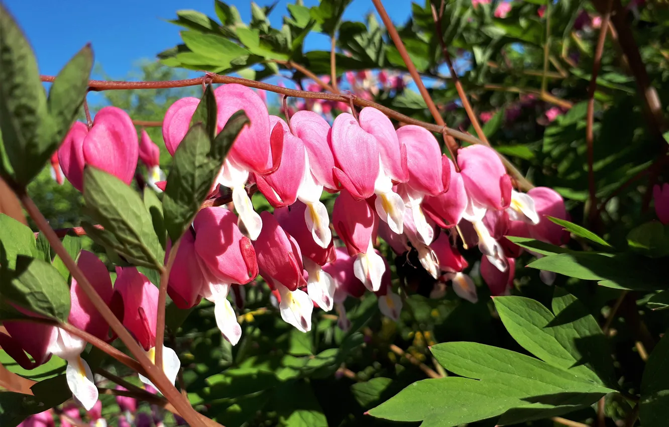 Фото обои цветы, flower, nature, pink, разбитое сердце