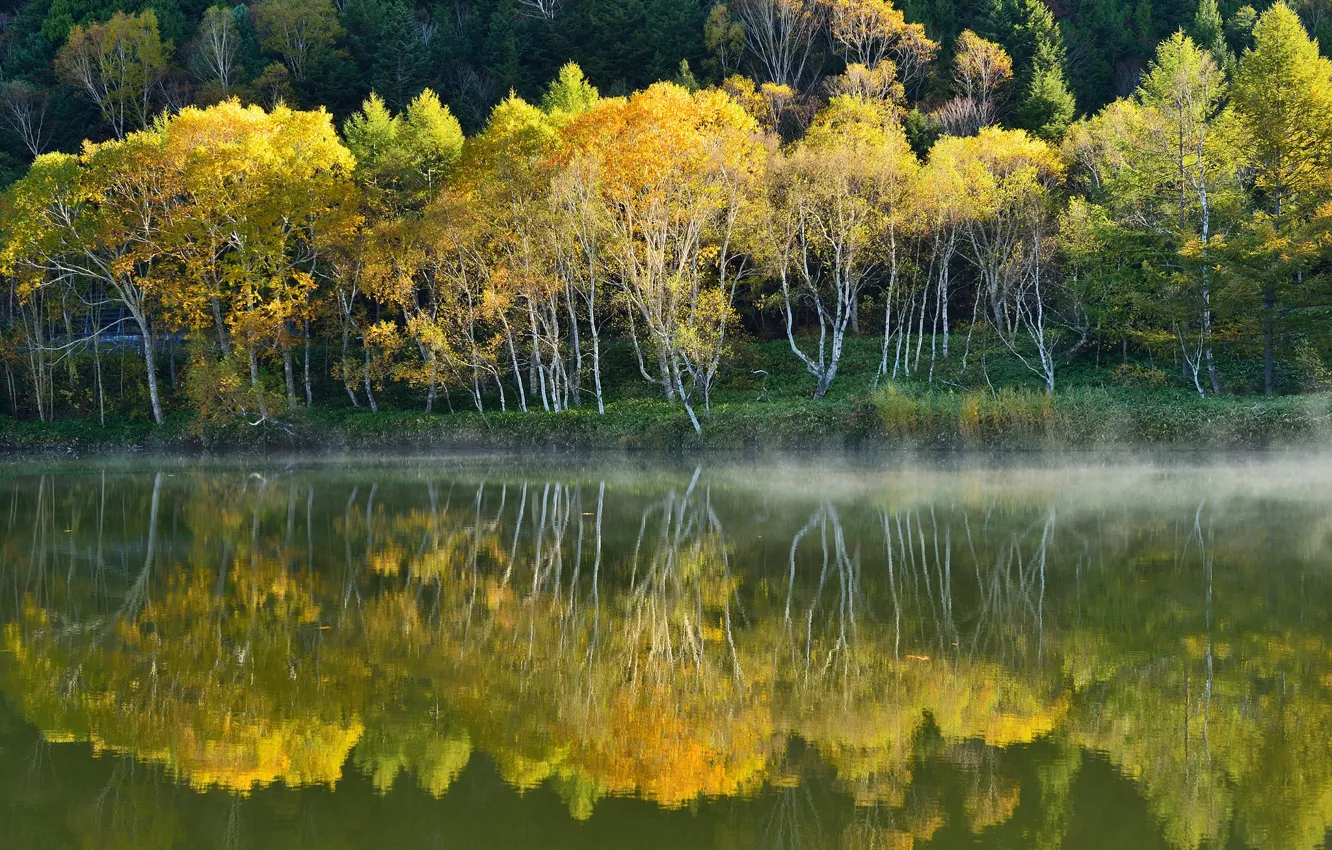 Фото обои осень, вода, деревья, туман, озеро, отражение, склон