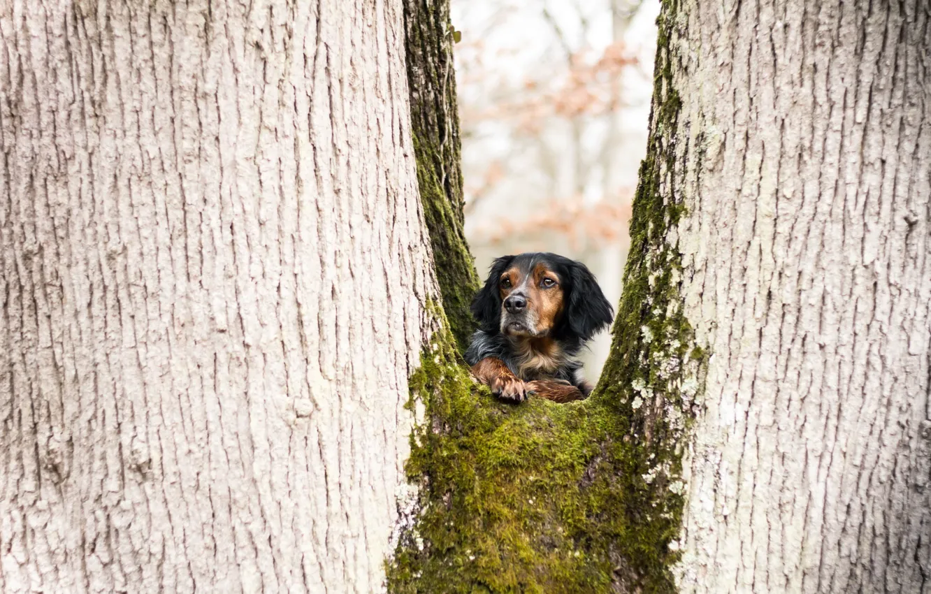 Фото обои взгляд, дерево, собака