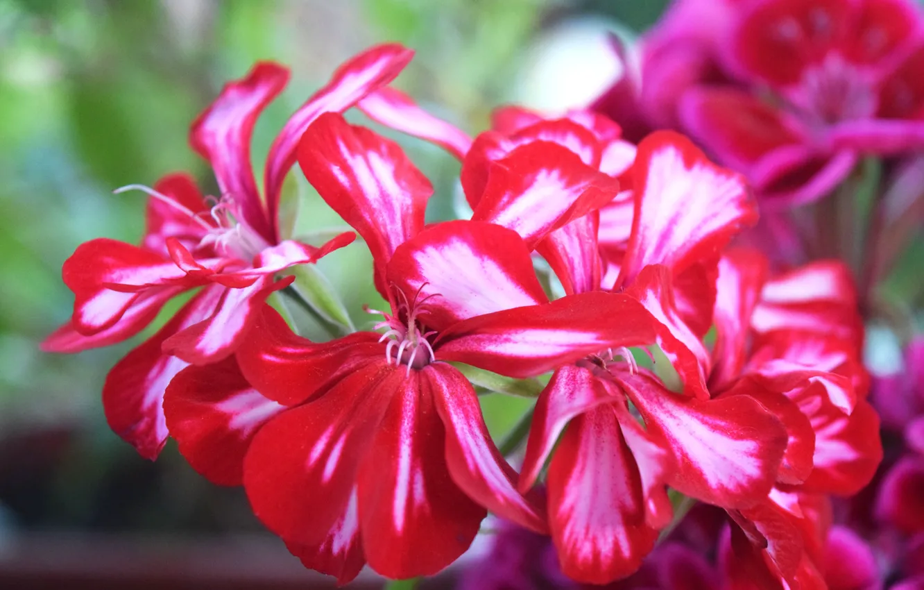 Фото обои цветок, красный, широкоформатные, фуксия