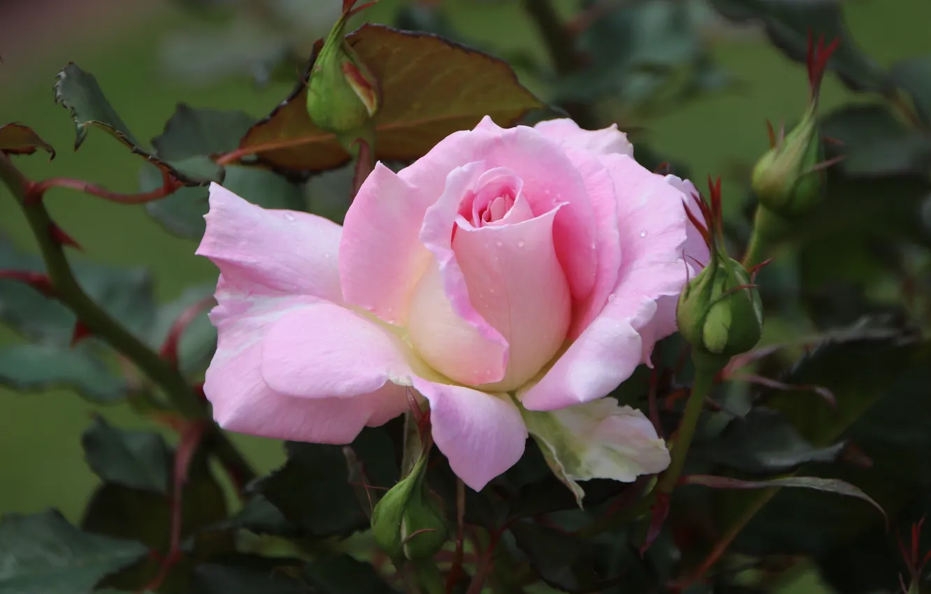 Фото обои цветок, листья, розовая, роза, бутон, боке