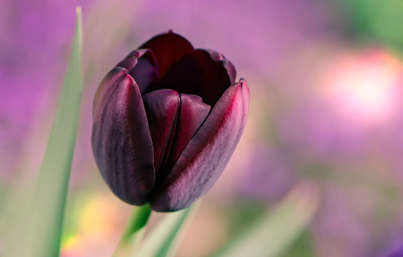 Фото обои макро, черный, тюльпан, вечна
