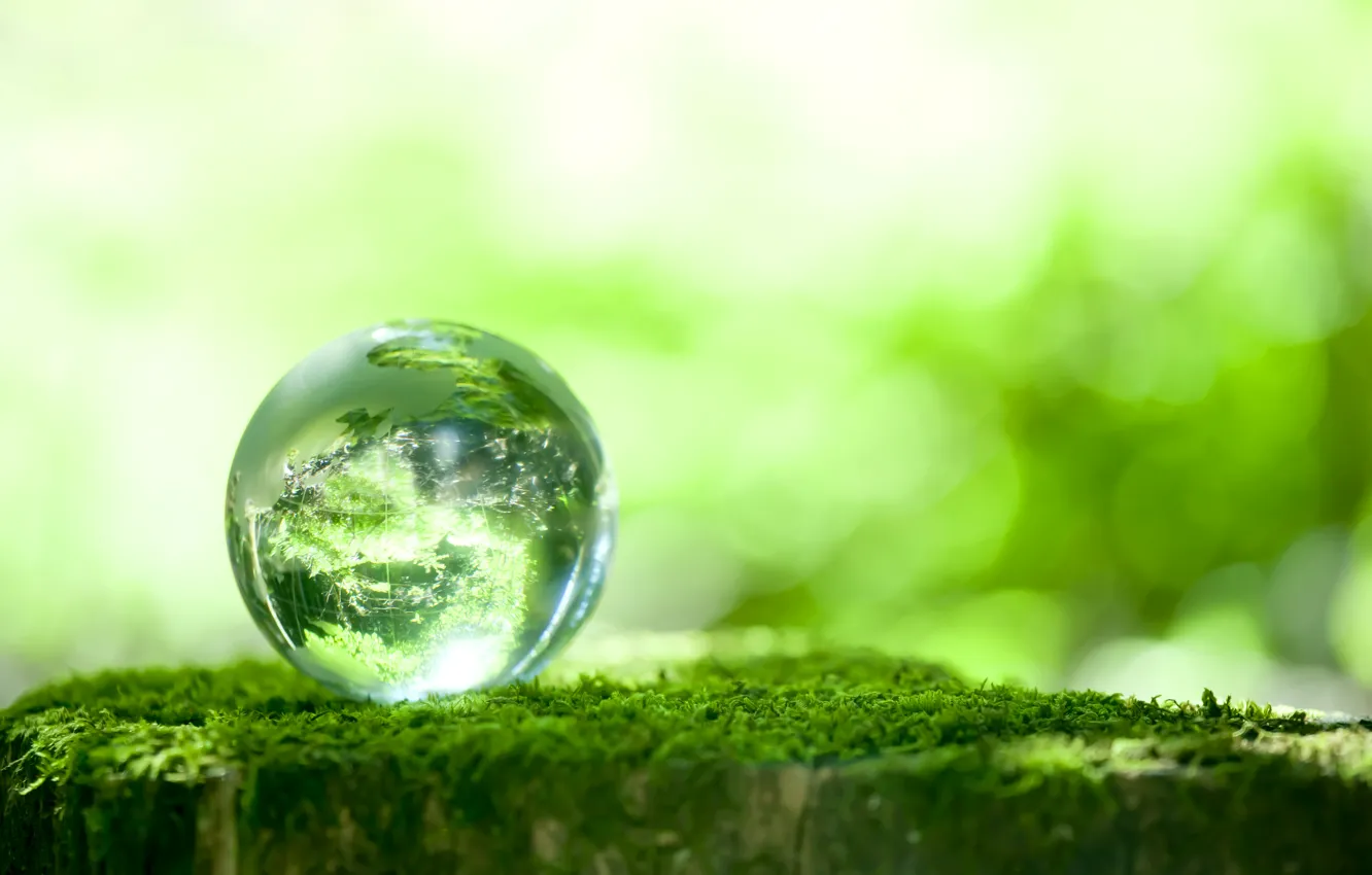 Фото обои зелень, отражение, мох, шарик, боке