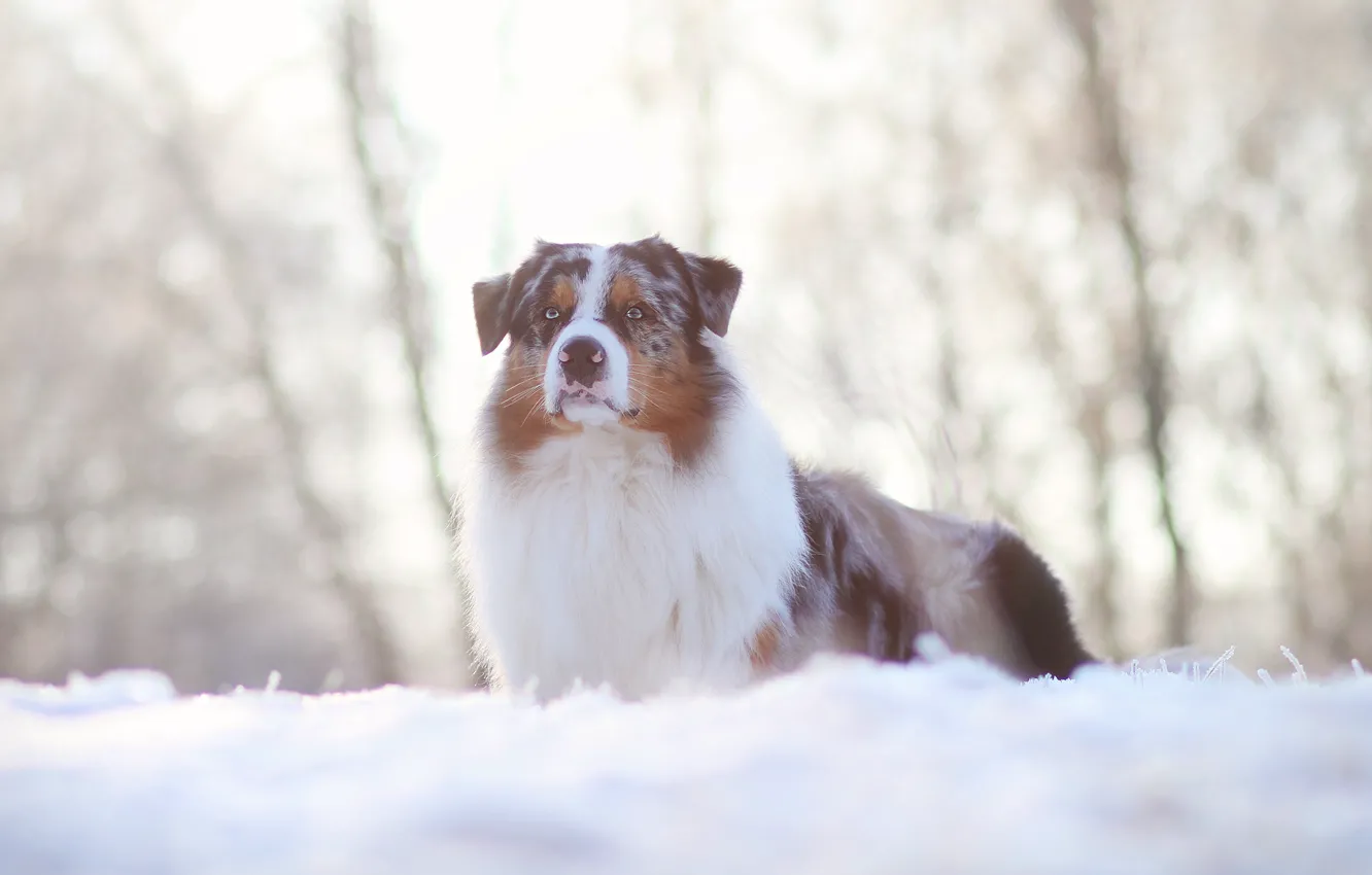 Фото обои зима, взгляд, снег, природа, собака, австралийская овчарка, аусси