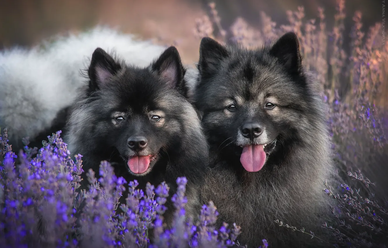 Фото обои взгляд, языки, парочка, морды, лаванда, две собаки, Финский лаппхунд, Анна Вильховая