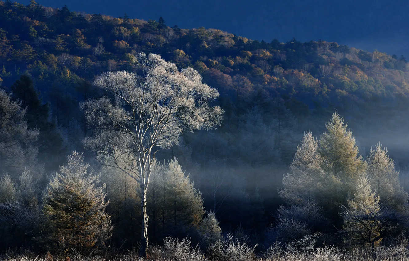 Фото обои осень, небо, деревья, туман, холмы