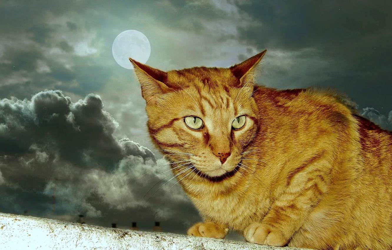 Фото обои moon, animals, cat, clouds