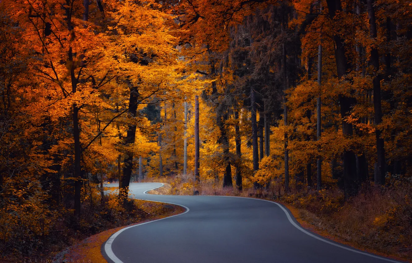 Фото обои дорога, осень, лес, деревья, Чехия, извилистая