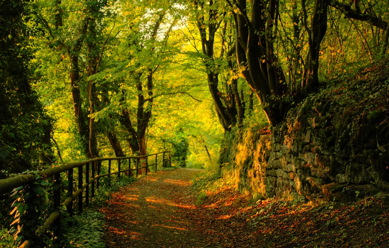 Фото обои дорога, лес, листья, деревья