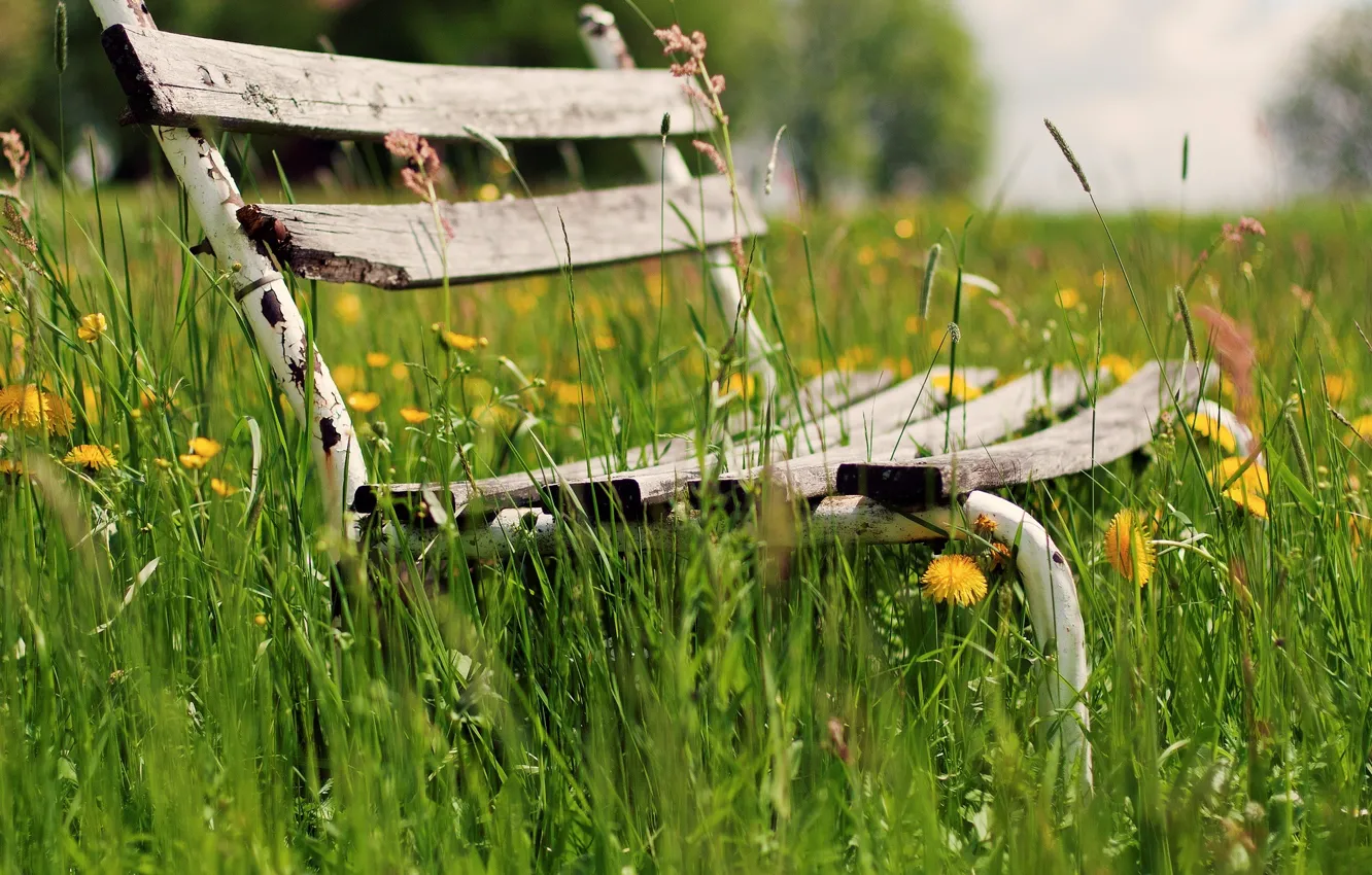 Фото обои зелень, трава, цветы, скамейка, фон, widescreen, обои, растительность