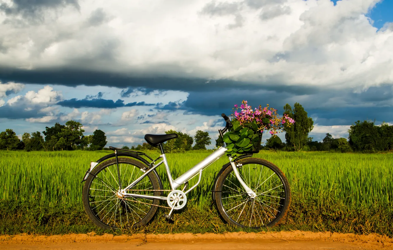 Фото обои зелень, небо, трава, листья, деревья, велосипед, фон, widescreen