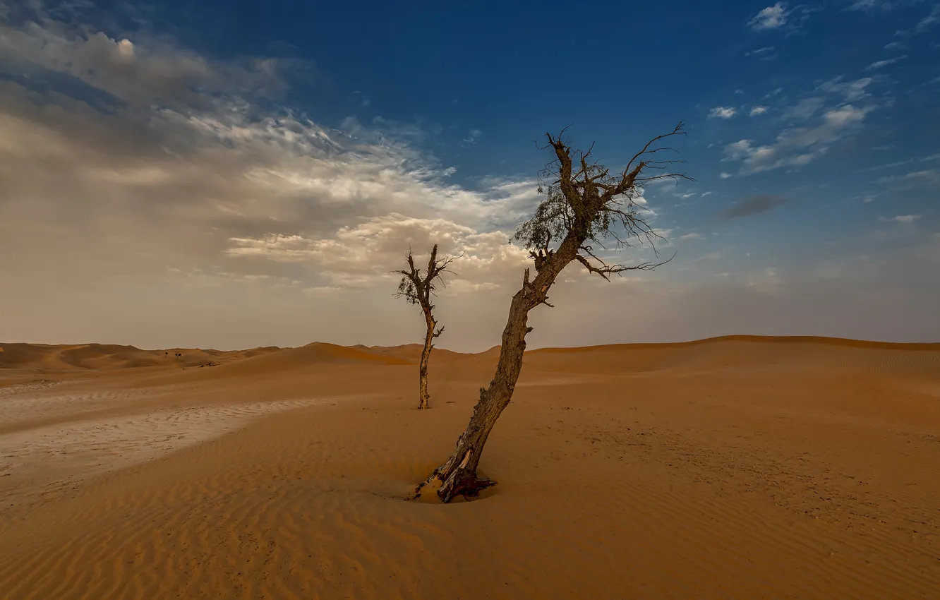 Фото обои песок, небо, облака, деревья, синева, пустыня, сухие, два дерева